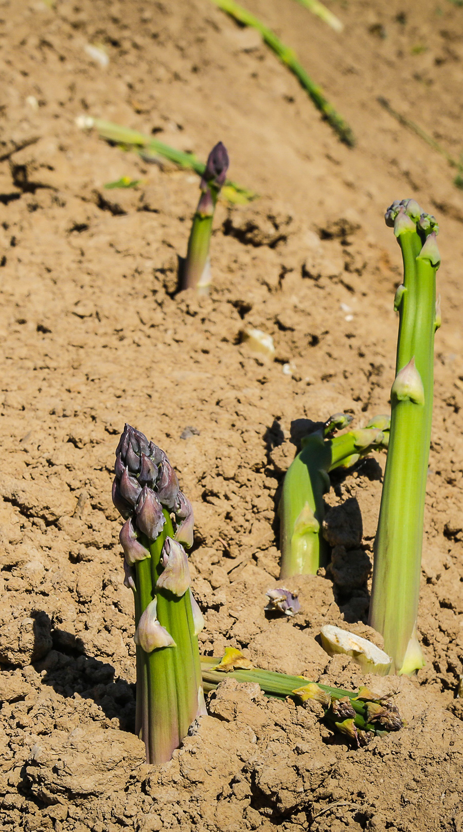 Farming in Washington Washington Asparagus
